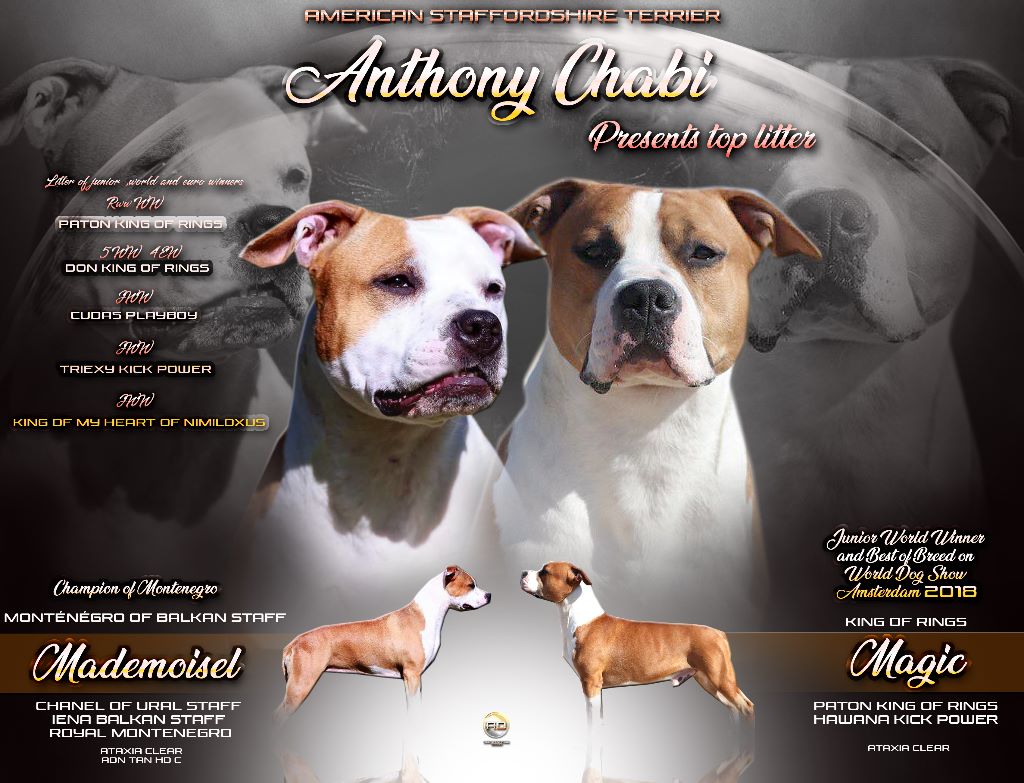 chiot American Staffordshire Terrier Battle Of King